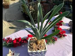 Image result for Boophone disticha