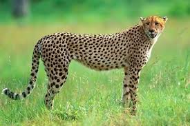 Can You Name All 100 Of These Animals Animals Animal Quiz African Wildlife