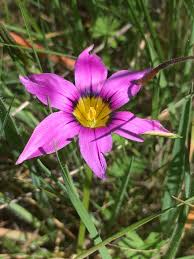 Image result for Romulea