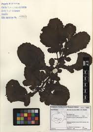 Image result for Pseudoconyza viscosa