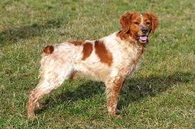 Image result for bretanský dlouhosrstý ohař