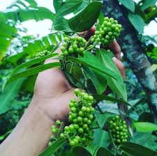 Buntil ini dibuat dari kukusan daun keladi, daun pepaya atau daun singkong yang diisi parutan kelapa dicampur ikan teri, diberi bumbu bawang, cabai, lengkuas, asam, garam, dsb. Trikus Komisaris Independen On Twitter Kl Kilemo Krangean Litsea Cubeba Ada Yg Cari Mas Nama Latinnya Kyanya Masih 1 Family
