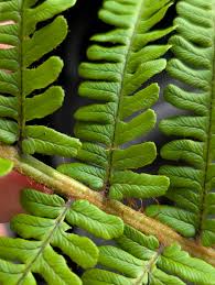 Image result for Dryopteris manniana