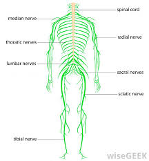 Each of your muscles is made up of thousands of thin, long, cylindrical cells called muscle fibers. What Is The Relationship Between The Muscular System And Nervous System