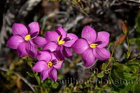 Image result for Chironia