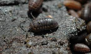 Maybe you would like to learn more about one of these? Pill Bugs Good Bugs Or Bad They Might Be Both Epic Gardening