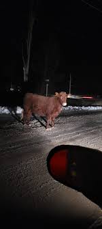 So... Is anyone missing a Cow around county rd 48 and Belmont second line?  This beautiful guy is out for a stroll it seems...