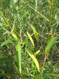 Hybrid willow (salix spp.) plants comprise a group of trees and shrubs that are hardy, grow rapidly even in poor soils and are not bothered by pests and potted hybrid willows can be planted any time of the year, if the soil is workable. Fast Growing Trees Bigfoot Willow Hybrid Willow Faq