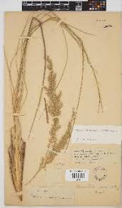 Image result for Panicum arcurameum
