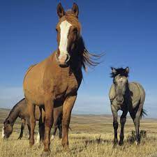 How Five Became One The Odd History Of Horses Hooves Science The Guardian