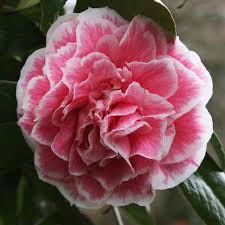 Camellia Japonica Hikarugenji Flowers Camellia Beautiful Flowers