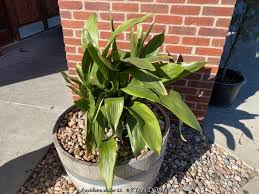 Image result for Aspidistra