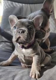 Advice from breed experts to make a safe choice. French Bulldog Puppies For Sale Charleston Sc 326344