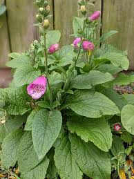 Image result for Plantaginaceae