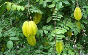 The money tree is a unique tree that is grown from a money tree seed in a money tree patch at the manor farm. Tropical Fruit Trees Carambola
