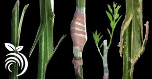 The grafting to method involves the use of a backbone chain with functional groups a that are distributed randomly along the chain. Grafting Fruit Trees Z Grafting Citrus