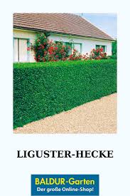 Liguster Hecke 1a Pflanzen Online Kaufen Baldur Garten In 2020 Liguster Hecke Liguster Pflanzen