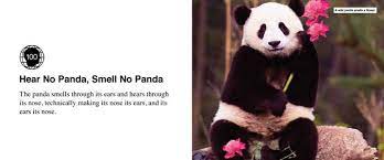 100 Facts About Pandas Panda Facts Panda Panda Bear