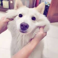 Resultado de imagen de chow chow + husky
