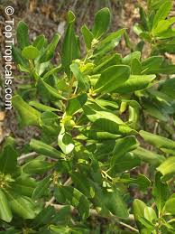 Image result for Rapanea