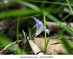 Image result for Cyperus zollingeri