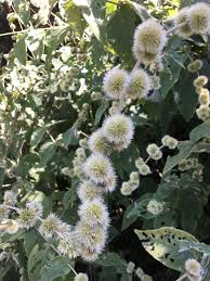 Image result for Cyathula orthacantha