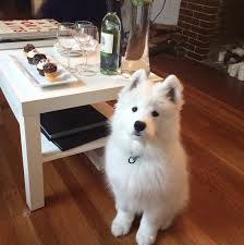 Pin De Darya Kilinc Em Dogs And Puppies Em 2020 Caes Fofos Caes Samoieda Caes Bonitos
