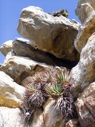 Image result for Agelanthus crassifolius