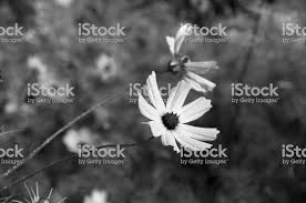 We did not find results for: Close Up Of Beautiful Blooming Black And White Flowers In Garden At Black And White Flowers Flower Garden Outdoor Gardens