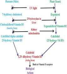 On alibaba.com, supplement calcium and vitamin d vendors are made of certified manufacturers, suppliers, and wholesalers to ascertain the high quality and compliance with. Vitamin D Microencapsulation And Fortification Trends And Technologies Sciencedirect