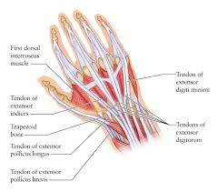 Tendonitis usually develops as a result of acute or repetitive injury to a tendon. Soft Tissue Injuries Of The Hand Rcemlearning