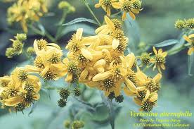 Image result for Verbesina