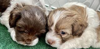 These pups are in richmond, virginia too! Havapoo Puppies In Virginia Cavapoo Puppies In Virginia By Black Creek Doodles
