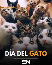 DÍA INTERNACIONAL DEL GATO ???? ???? Cada 20 de febrero se celebra el Día  Internacional del Gato en honor a "Socks", el famoso felino del  expresidente de EE.UU., Bill Clinton. ???? Esta