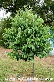 Rechtub kelat translation on other language: Syzygium Lineatum Dc Merr Lm Perry