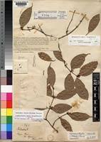 Image result for Landolphia incerta