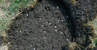 Probleme De Vers Blancs Dans La Pelouse Voici Ce Qu Il Faut Faire Pelouse Jardinage Vers Blanc