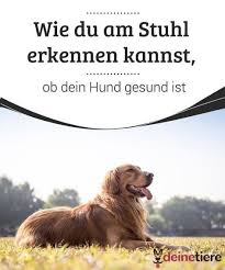 Wie Du Am Stuhl Erkennen Kannst Ob Dein Hund Gesund Ist Hunde Gesunde Hunde Und Hundehaltung