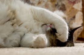 We did not find results for: Four Fixes For Feline Behavior Issues