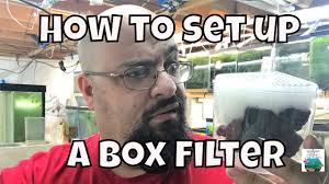 How to set up a Box Filter for a Fish Tank