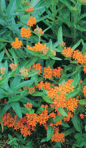 Aptly named butterfly bushes and bee balm flowers attract butterflies and hummingbirds and bees with their fragrant flowers. Asclepias Butterfly Milkweed T T Seeds