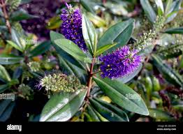 Image result for shrubby veronica hebe