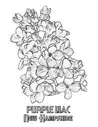 New Hampshire Purple Lilac Coloring Page Flower Sketches Coloring Pages Quilling Patterns Tutorials