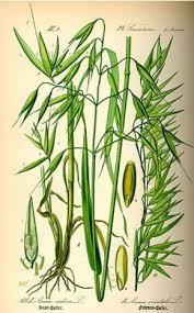 L'efficacité du traitement est optimale. Eps Extrait Fluide De Plantes Fraiches Standardisees Glycerinees Sans Alcool