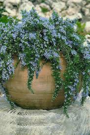 Image result for Rosmarinus officinalis