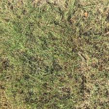 We did not find results for: Enh19 Lh007 Bermudagrass For Florida Lawns