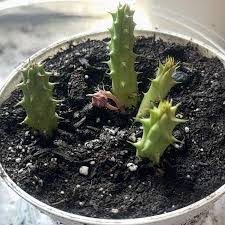 Image result for Huernia