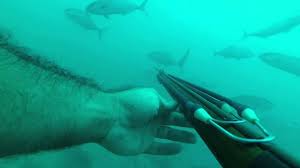 Powerhead Spearfishing 357 Youtube