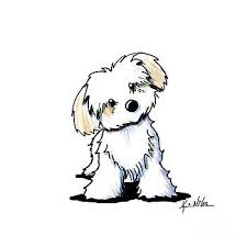 Quizzical Havanese By Kim Niles Cartoon Dog Drawing Cute Dog Drawing Dog Sketch