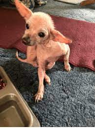25 Best Hairless Chihuahua Memes Filled Memes Hairless Memes Looks Memes